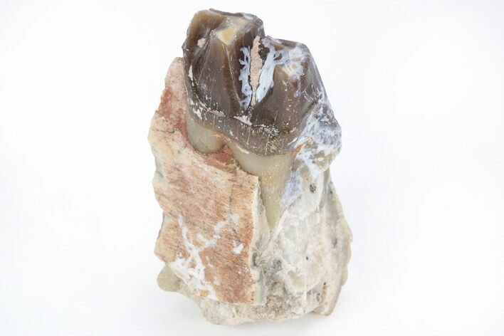 Fossil Running Rhino (Hyracodon) Jaw Section - South Dakota #216665